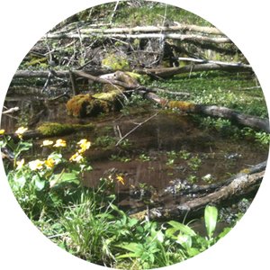 Auwald